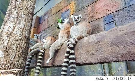 Safari park on Phu Quoc Island. Safari park on Phu Quoc Island. 93580537
