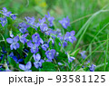 春の道端に咲く野生のスミレ 93581125