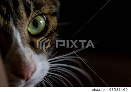 暗闇から見つめる猫 暗闇から見つめる猫 93581160