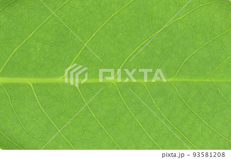 薬草・エビスグサの葉と葉脈 93581208