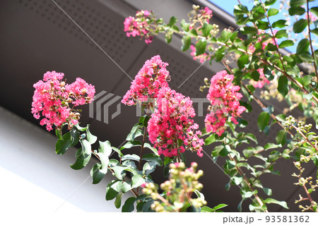 サルスベリの花 93581362