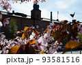 海外の古い時計台を背景に咲く桜 93581516