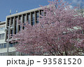 海外の近代建築を背景に咲く桜 93581520