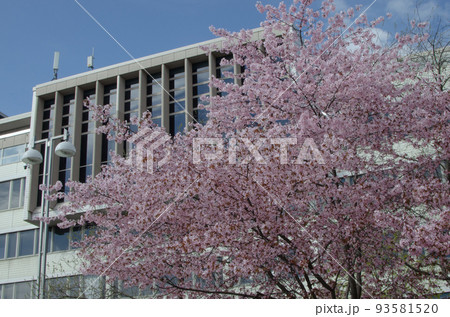 海外の近代建築を背景に咲く桜 93581520