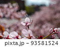 上に向かって咲く桜 93581524