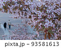 桜の中を歩く一組の海外の老夫婦 93581613