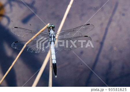 シオカラトンボ 93581625