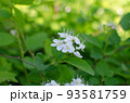 快晴の中咲くマルバシモツケの花 93581759