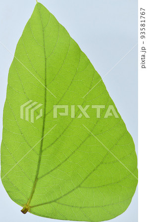 ムクナ豆の葉と葉脈 93581767