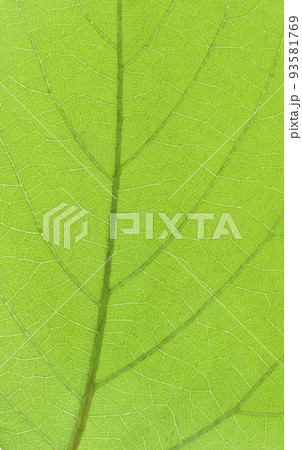 ムクナ豆の葉と葉脈 93581769