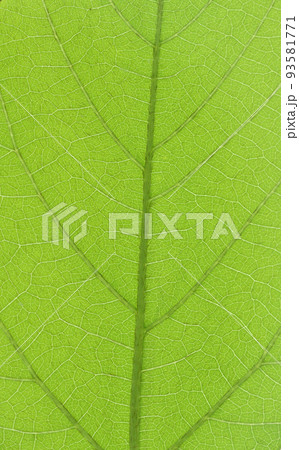 ムクナ豆の葉と葉脈 93581771