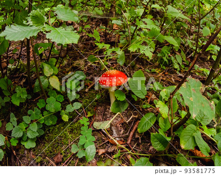 Fly agaric mushroom in the wilderness. 93581775