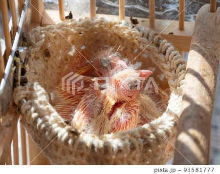 Just hatched three blind canary chicks from an egg in the nest. Spring replenishment in the family. Breeding of songbirds at home. 93581777