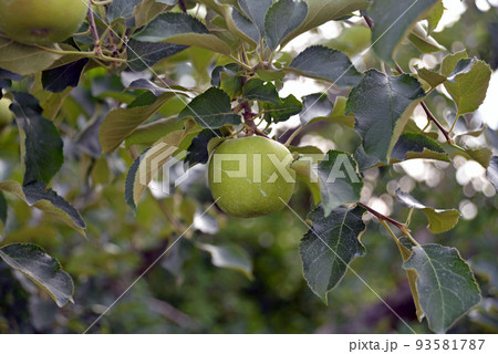 【長野県中野市】8月 三水の果樹園　リンゴ畑 93581787
