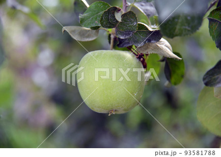 【長野県中野市】8月 三水の果樹園 リンゴ畑 【長野県中野市】8月 三水の果樹園 リンゴ畑 93581788