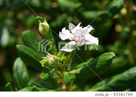 ビンカ ビンカ 93581789