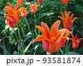 花壇で大量に咲くオレンジ色のチューリップ 93581874