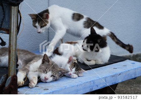 静かな漁港で可愛い子猫達が昼寝する 93582517