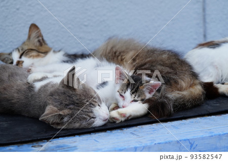静かな漁港で可愛い子猫達が昼寝する 93582547