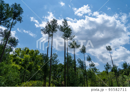 龍安寺にそびえる木立 93582711