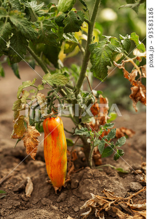 variety marbled long tomatoes hang on branches. Agriculture, agronomy, industry 93583186