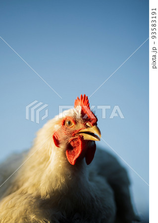 The head of a white rooster broiler. Red comb. Agriculture, animal husbandry The head of a white rooster broiler. Red comb. Agriculture, animal husbandry 93583191