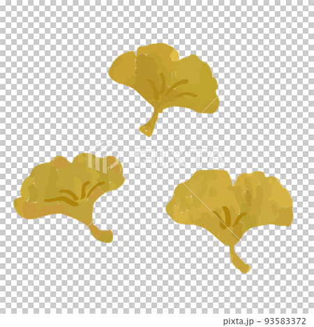 沒有輪廓的銀杏葉插圖 沒有輪廓的銀杏葉插圖 93583372