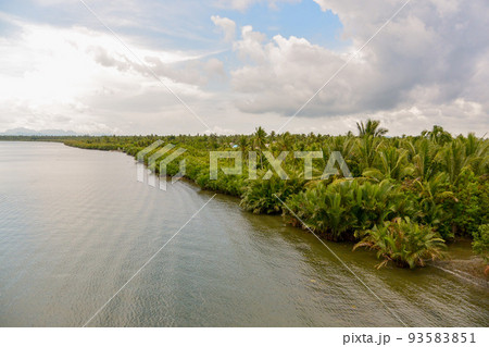 フィリピン、ボホール島のニッパヤシのある川の風景 93583851