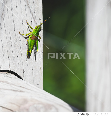 知床五湖の風景 93583937