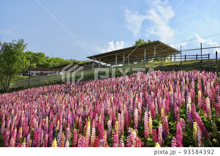 ルピナス 栃木県鹿沼市花木センター 93584392
