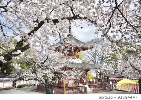 喜多院の桜 埼玉県川越市 93584447