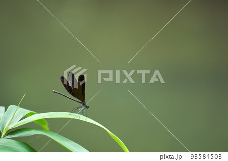 黒トンボ 93584503