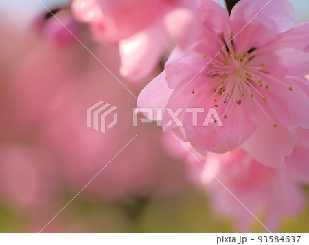 4月に咲いた桃の花「徳丸(トクマル)」 4月に咲いた桃の花「徳丸(トクマル)」 93584637