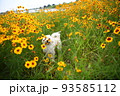 黄色い花畑でご機嫌なマルプー 93585112