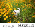 黄色い花畑でご機嫌なマルプー 93585113