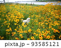 黄色い花畑でご機嫌なマルプー 93585121