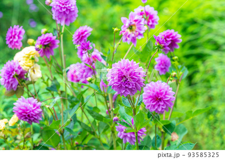 ダリア イングリッシュガーデン ピンクの花 ダリア イングリッシュガーデン ピンクの花 93585325