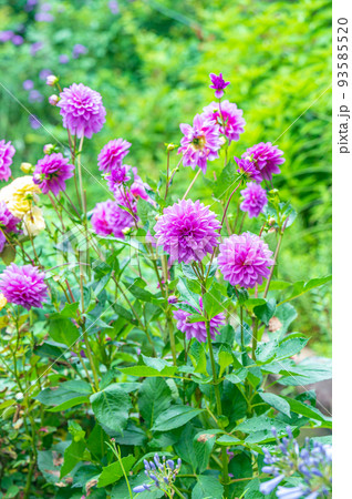 ダリア イングリッシュガーデン ピンクの花 ダリア イングリッシュガーデン ピンクの花 93585520