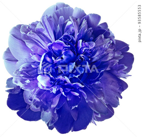 peony flower on a white isolated background with clipping path.  For design.  Closeup.  Nature. 93585553