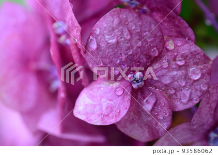 紫陽花 93586062