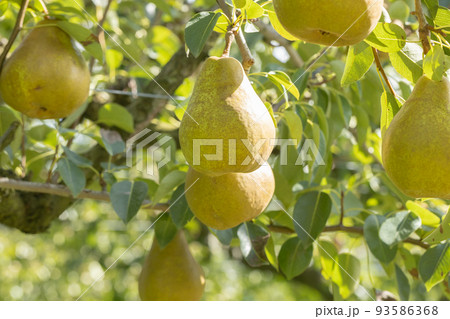 収穫期の洋梨(品種:オーロラ) 収穫期の洋梨(品種:オーロラ) 93586368