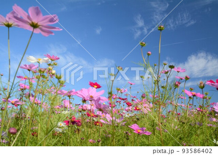 コスモスの花 93586402
