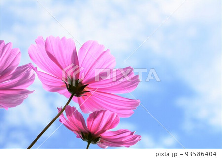 コスモスの花 コスモスの花 93586404