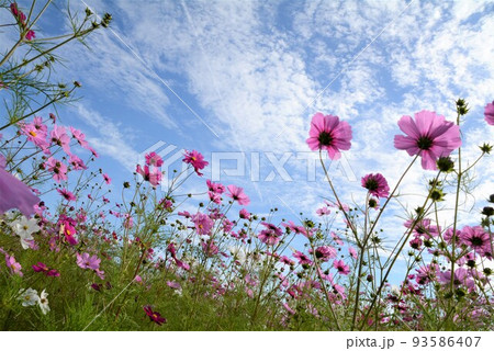コスモスの花 93586407