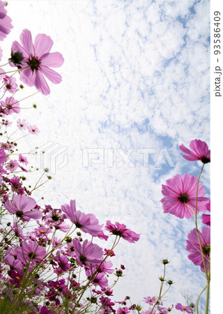 コスモスの花 93586409