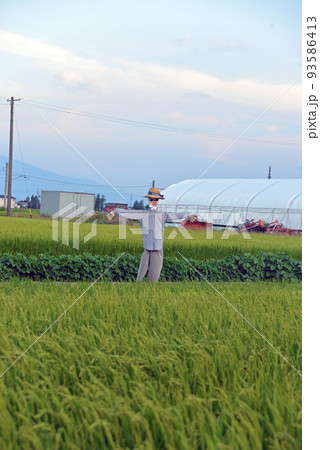 【長野県安曇野市】田んぼのかかし 93586413