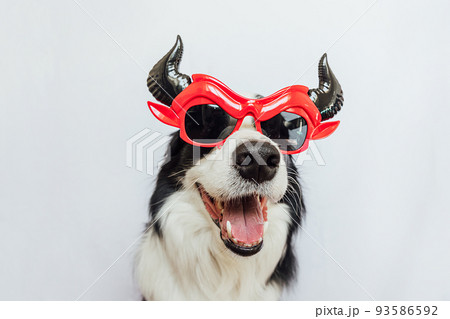 Trick or Treat concept. Funny puppy dog border collie dressed in halloween silly Satan devil eyeglasses costume scary and spooky isolated on white background. Preparation for Halloween party 93586592