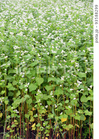 【長野県信濃町】野尻高原のそば畑　そばの里の霧下そば 93588299
