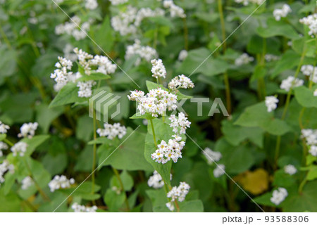 【長野県信濃町】野尻高原のそば畑　そばの花 93588306