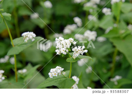 【長野県信濃町】野尻高原のそば畑　そばの花 93588307